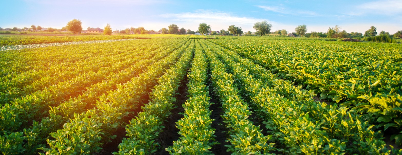 Healthy potato plantation. Crop resilience may be improved with hydrogen driven agriculture.