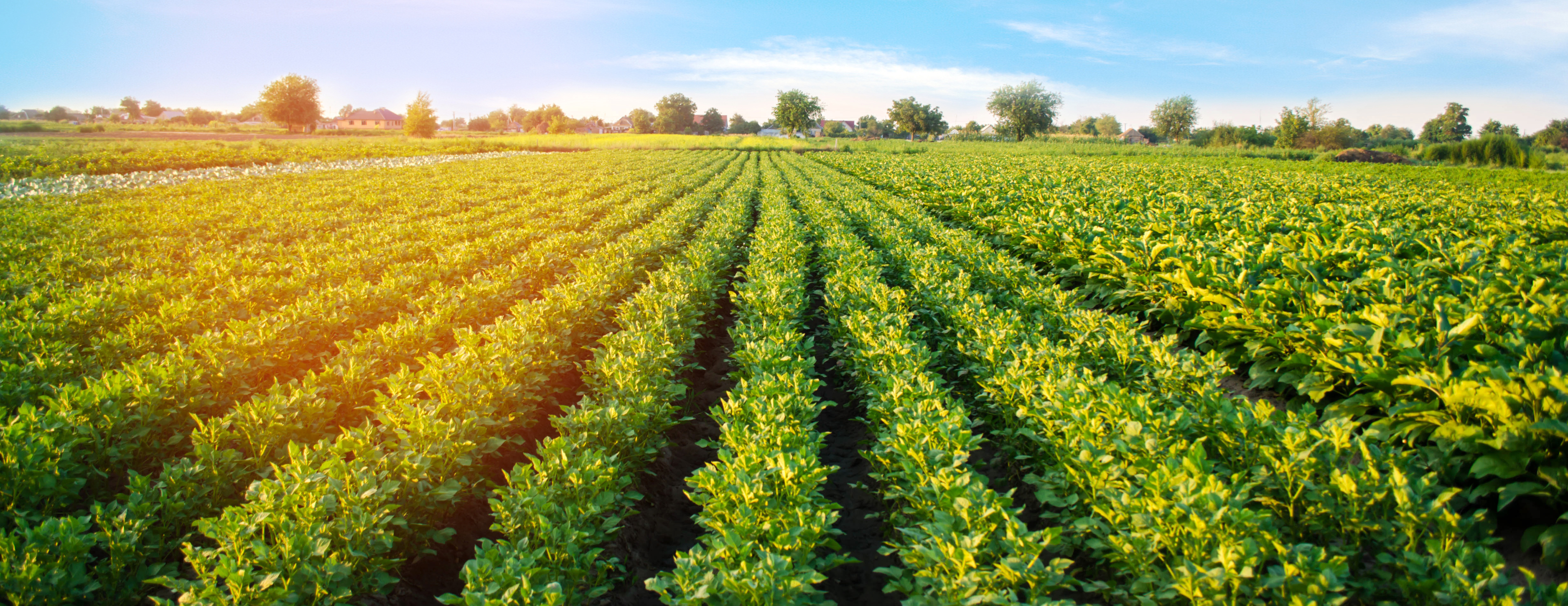 Healthy potato plantation. Crop resilience may be improved with hydrogen driven agriculture.