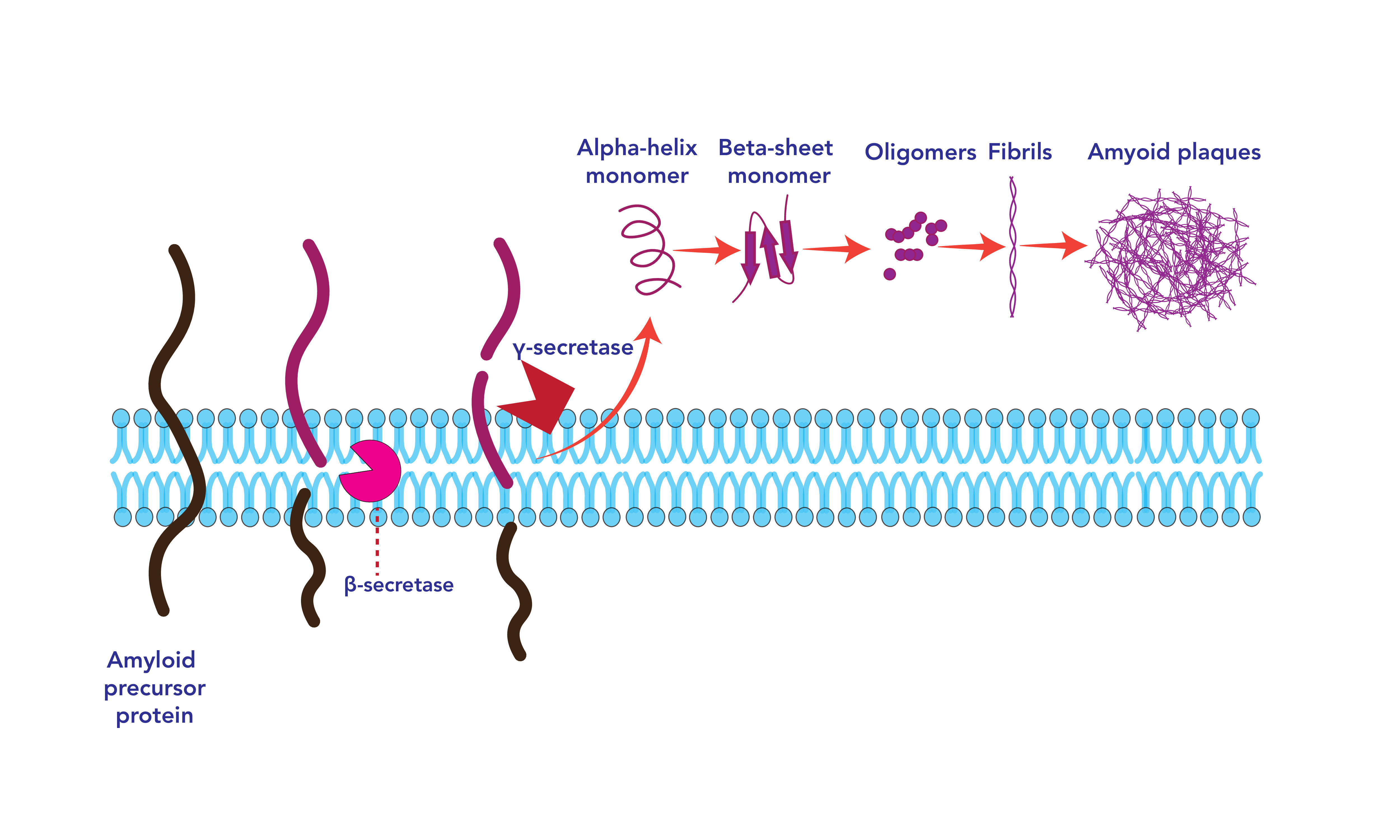 Mitochondrial Function, ATP Production, Protein Folding & Molecular Hydrogen Hydrogen Biology