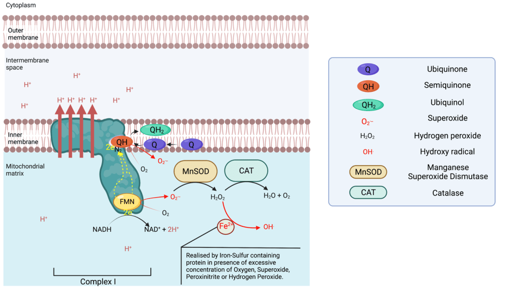 Complex I is an NADH: ubiquinone oxidoreductase and one of the largest membrane-bound enzymes in the cell. Diagram showing structure.