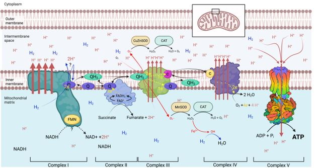 figure 1. complexes I through V demonstrating ATP production.